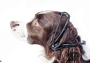 给狗戴耳机的图片,戴耳机听音乐的可爱瞬间