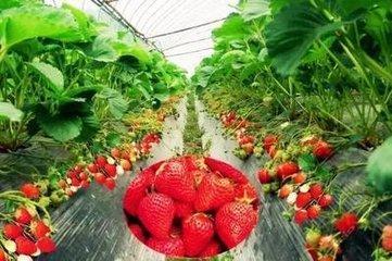刁镇明星,闪耀乡村的璀璨之星